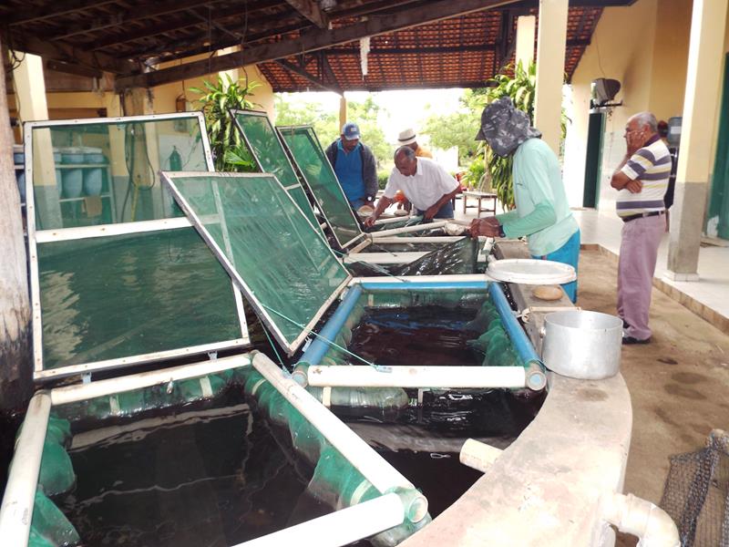 Prefeitura inicia peixamento em açudes de Pedro II - Imagem 8