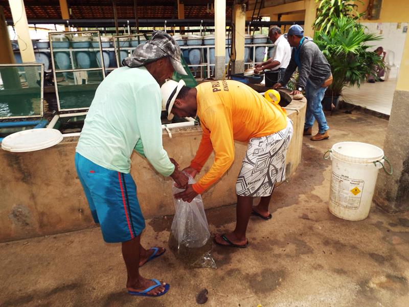 Prefeitura inicia peixamento em açudes de Pedro II - Imagem 9