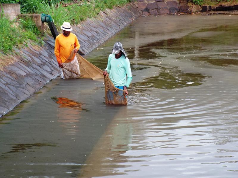 Prefeitura inicia peixamento em açudes de Pedro II - Imagem 3