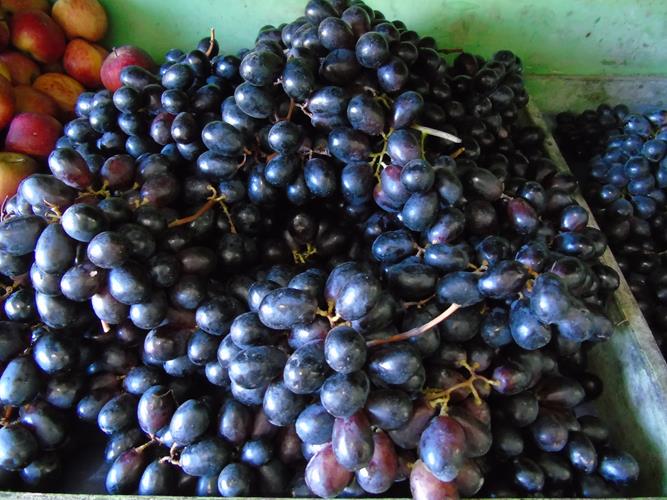 Sacolão São Vicente sempre com produtos novos e preços abaixo do mercado  - Imagem 10