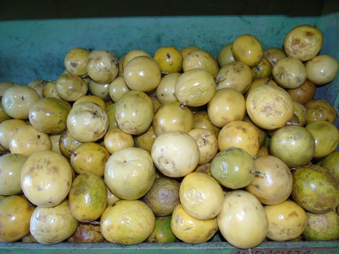 Sacolão São Vicente sempre com produtos novos e preços abaixo do mercado  - Imagem 14