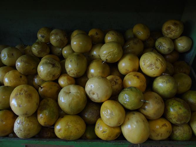 Sacolão São Vicente sempre com produtos novos e preços abaixo do mercado  - Imagem 13