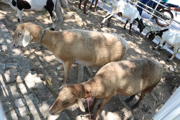 Município de N. S. dos Remédios realiza II Feira da Agricultura Familiar - Imagem 29