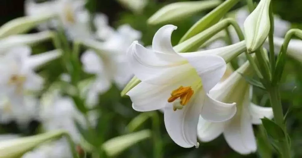 Descubra qual a fragrância de cada signo do zodíaco para atrair o amor - imagem 5705