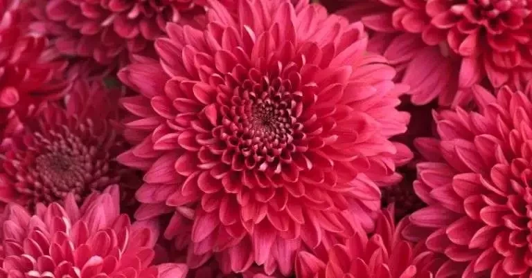 Descubra qual a fragrância de cada signo do zodíaco para atrair o amor - imagem 5711