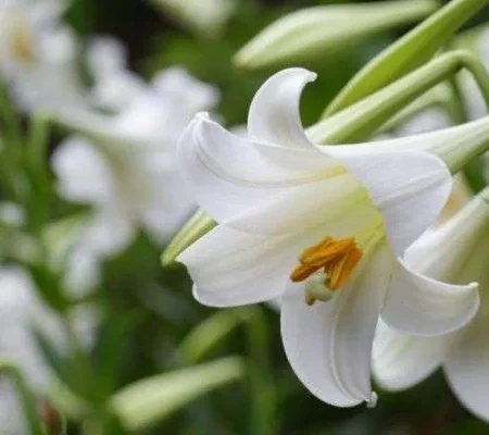Descubra qual a fragrância de cada signo do zodíaco para atrair o amor