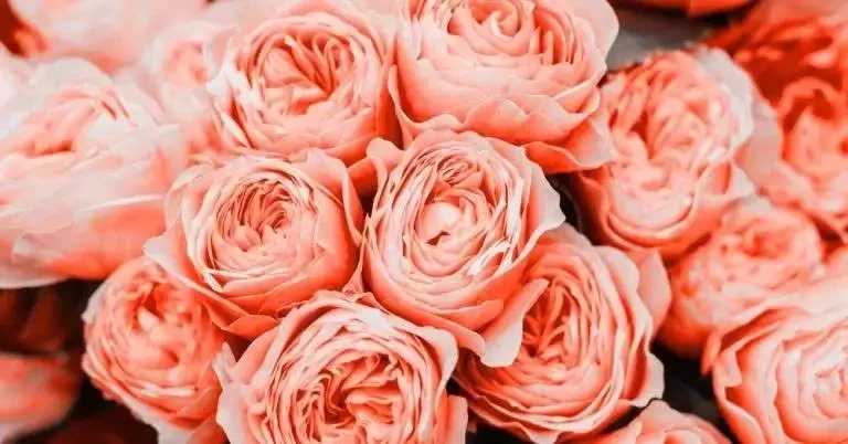 Descubra qual a fragrância de cada signo do zodíaco para atrair o amor - imagem 5713