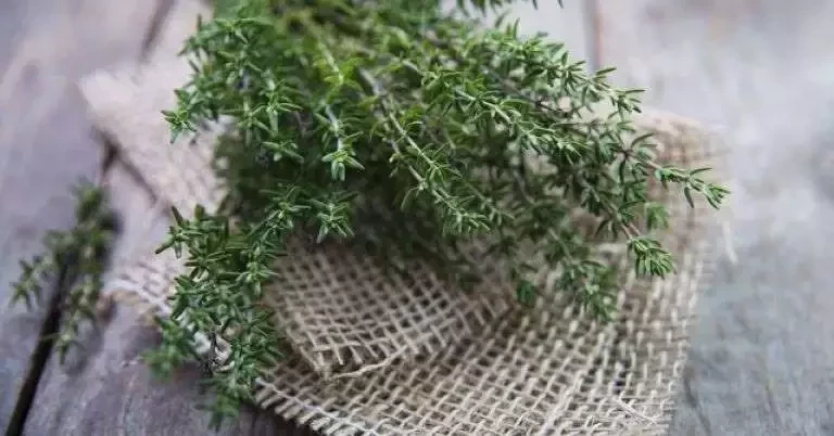 Descubra qual a fragrância de cada signo do zodíaco para atrair o amor - imagem 5710