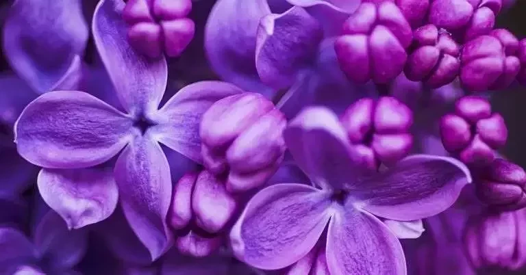 Descubra qual a fragrância de cada signo do zodíaco para atrair o amor - imagem 5703
