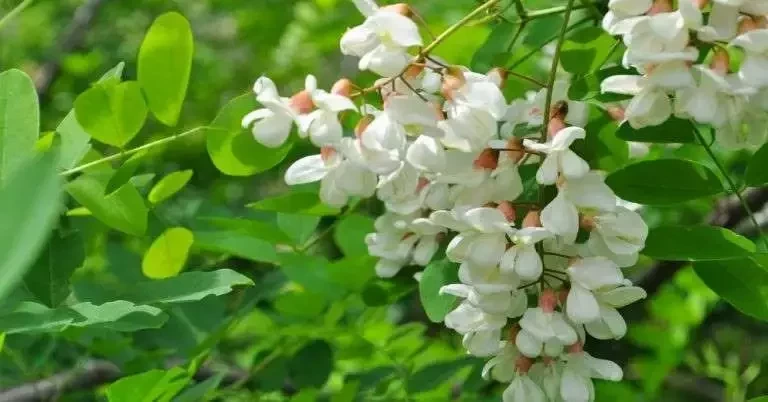 Descubra qual a fragrância de cada signo do zodíaco para atrair o amor - imagem 5707
