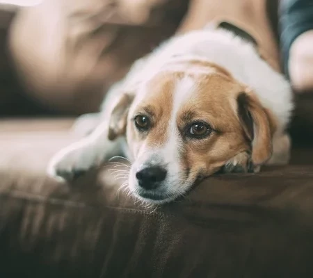 Animal de estimação também tem signo! Saiba como cada um se comporta