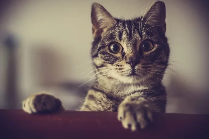 Animal de estimação também tem signo! Saiba como cada um se comporta - imagem 6333