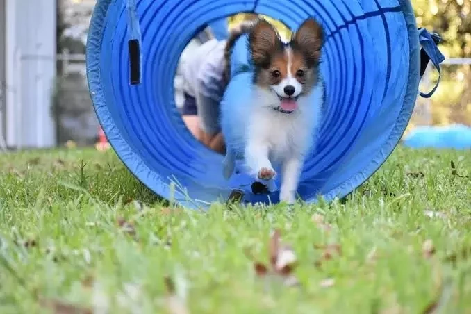 Animal de estimação também tem signo! Saiba como cada um se comporta - imagem 6339