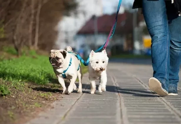 Animal de estimação também tem signo! Saiba como cada um se comporta - imagem 6343