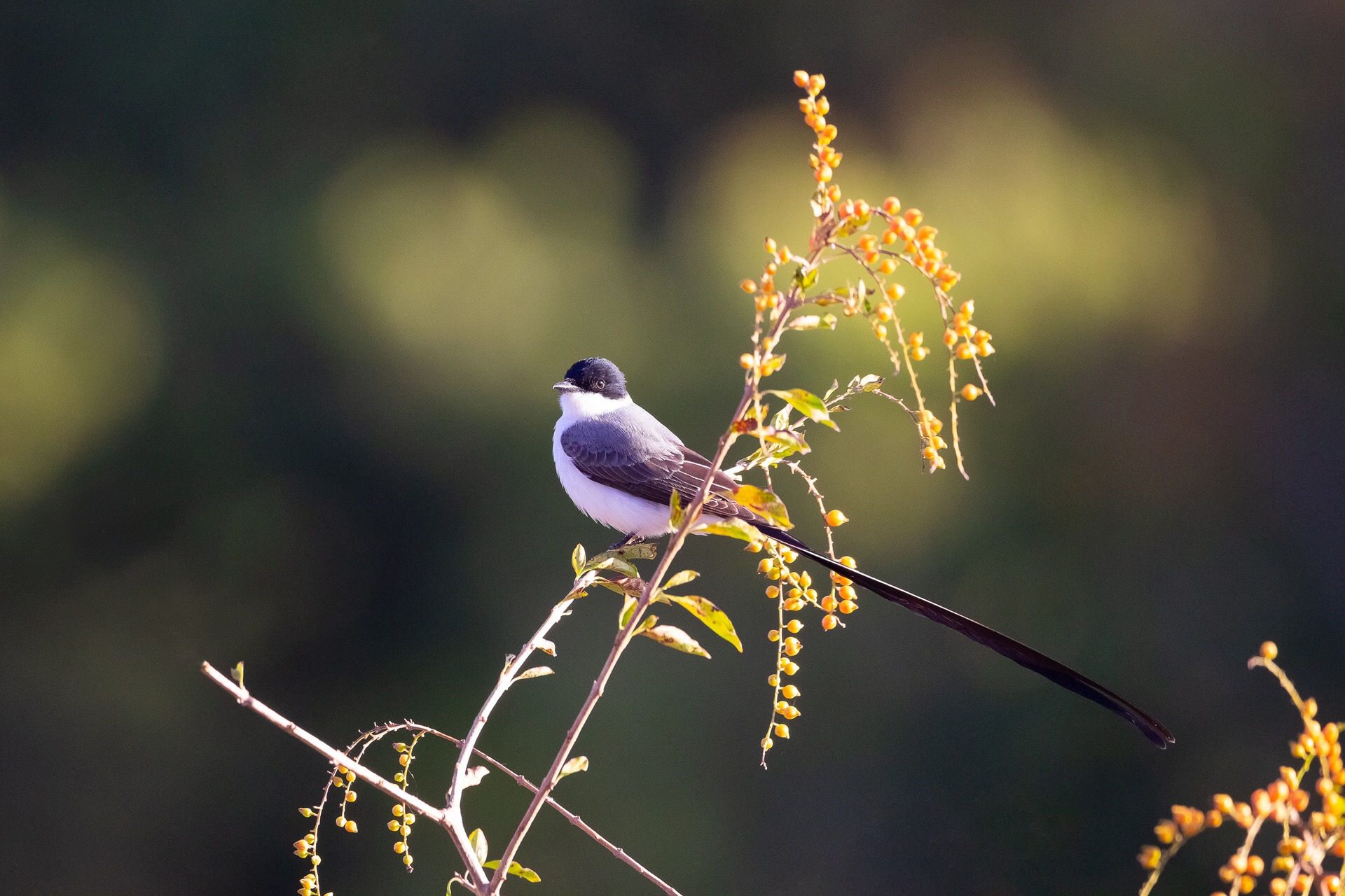 Fotografo de pássaros, Márcio Chaval cataloga espécies de Uruçuí e mostra em exposição - Imagem 3