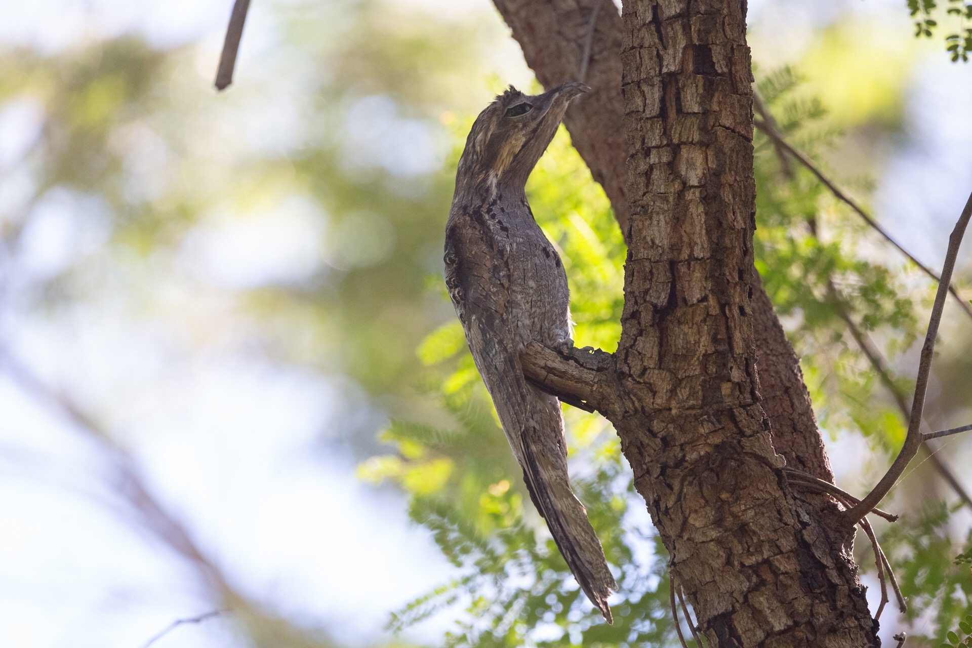 Fotografo de pássaros, Márcio Chaval cataloga espécies de Uruçuí e mostra em exposição - Imagem 5
