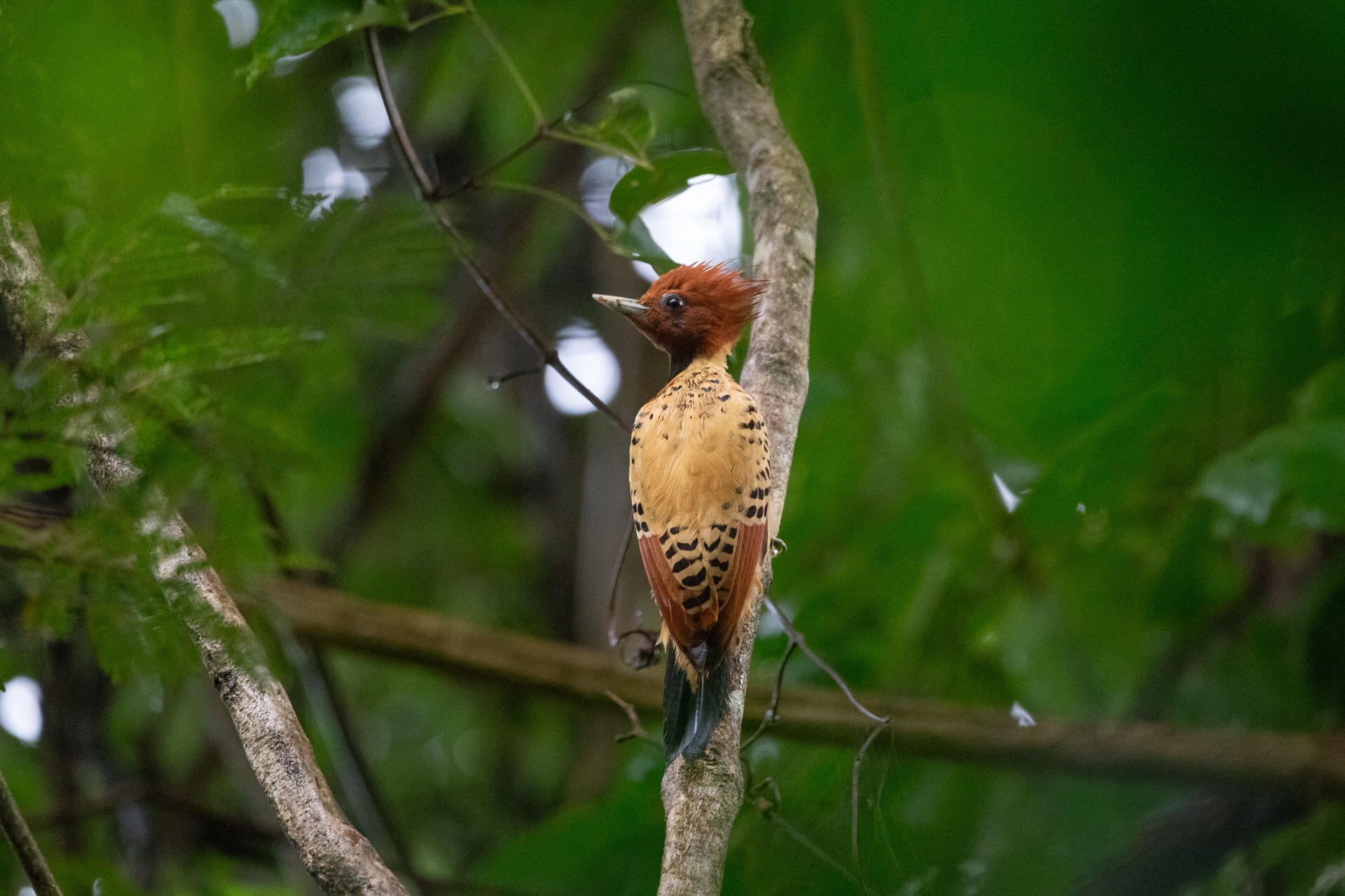 Fotografo de pássaros, Márcio Chaval cataloga espécies de Uruçuí e mostra em exposição - Imagem 1