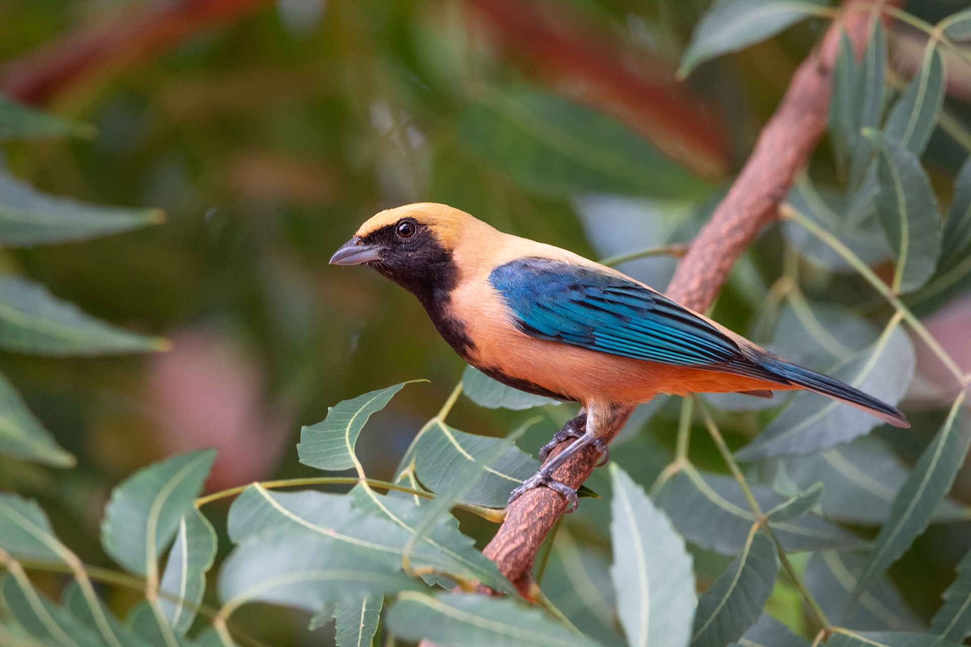 Fotografo de pássaros, Márcio Chaval cataloga espécies de Uruçuí e mostra em exposição - Imagem 2