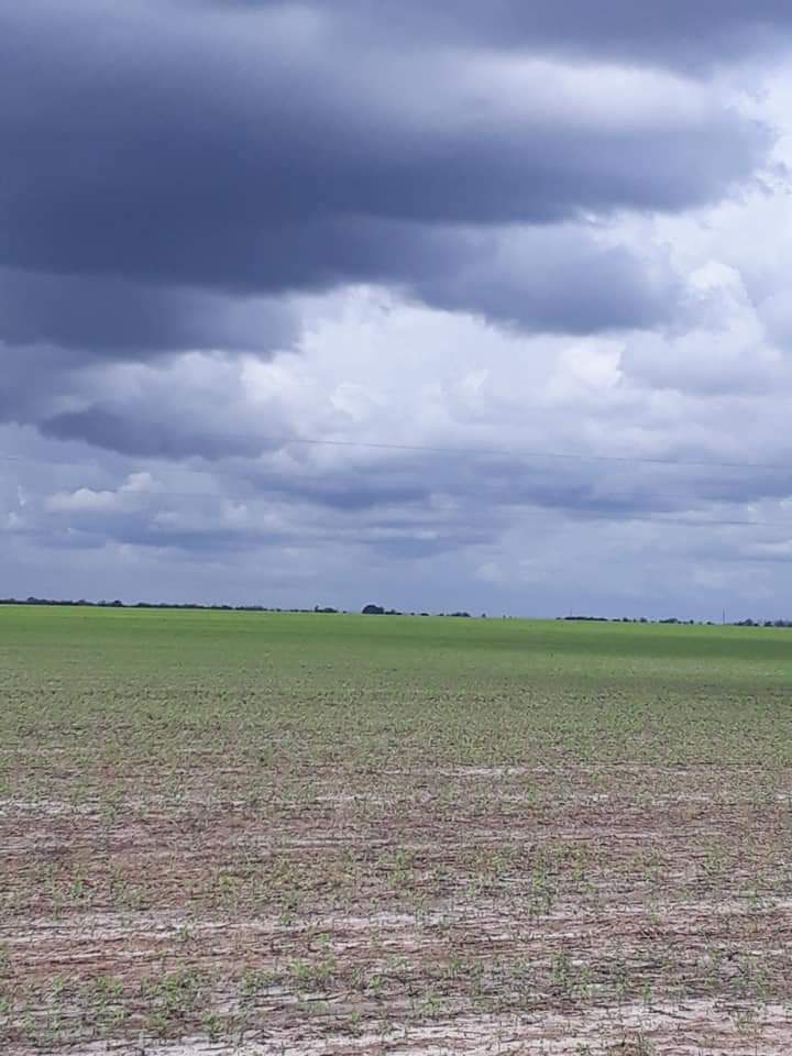 Prefeitura traz de volta para Monsenhor Gil o famoso “Bamburrá” - Imagem 3