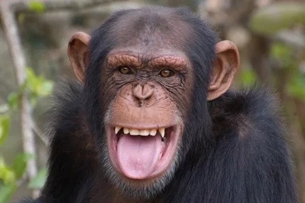 11 curiosidades sobre sexo que você provavelmente não sabia - imagem 30133