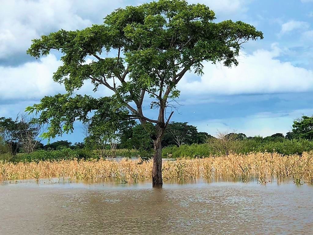 Defesa Civil realiza entrega de cestas de alimentos as famílias desabrigadas - Imagem 3