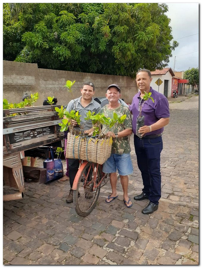 Secretaria de Agricultura de Inhuma distribuiu muda de Cajueiro - Imagem 2