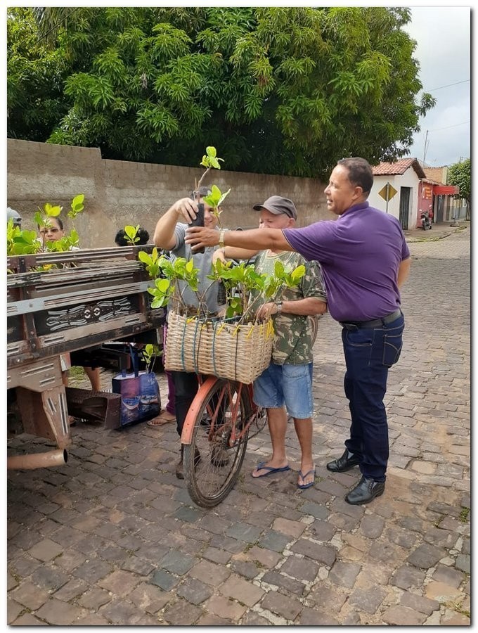 Secretaria de Agricultura de Inhuma distribuiu muda de Cajueiro 