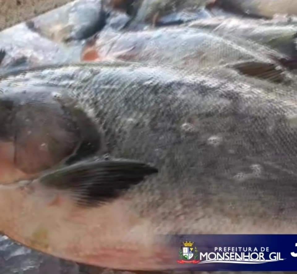 Monsenhor Gil no combate ao Covid-19 - Prefeito João Luiz comanda ações - Imagem 6