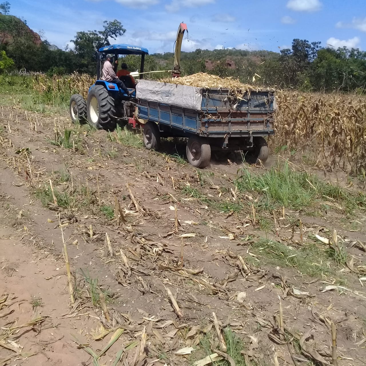 PMU irá produzir cerca de 700 toneladas de silagem para agricultura familiiar - Imagem 1