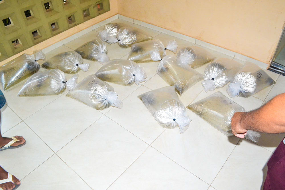 Prefeitura de Joaquim Pires entrega a segunda etapa da entrega de alevinos  - Imagem 1