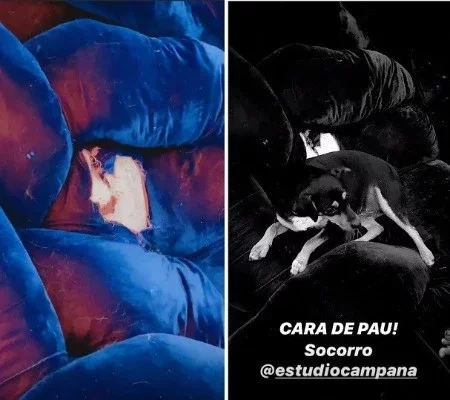 Cachorra de Bruno Gagliasso destrói sofá de grife de R$ 500 mil; fotos