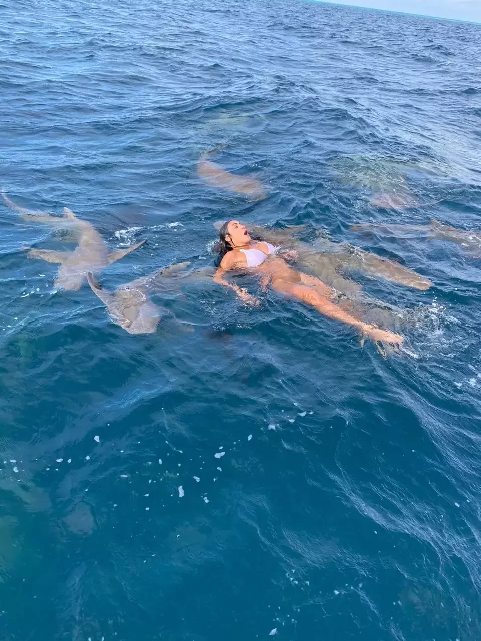 Bailarina do Faustão é abocanhada por tubarão em mergulho; fotos - imagem 32021