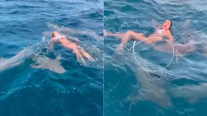 Bailarina do Faustão é abocanhada por tubarão em mergulho; fotos - imagem 32018