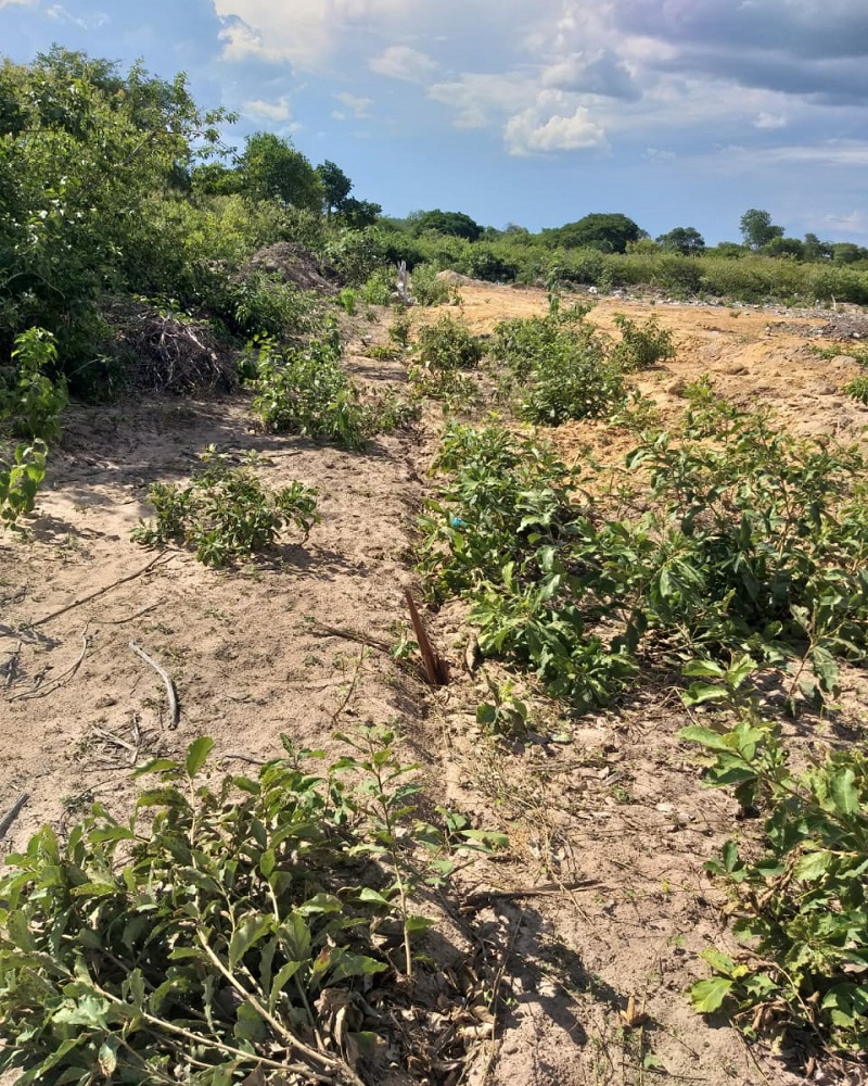 Milton Brandão: Município cercará novamente área de depósito do lixo recolhido na cidade - Imagem 5