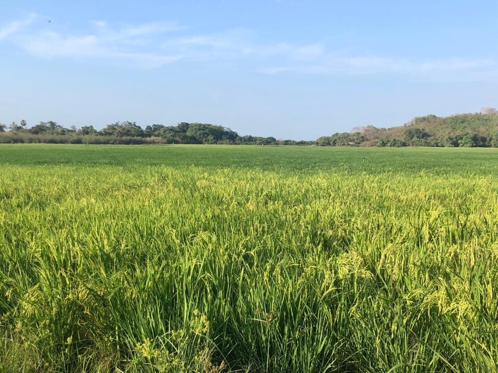 Prefeito Genival Bezerra visita campo de produção arroz - Imagem 3