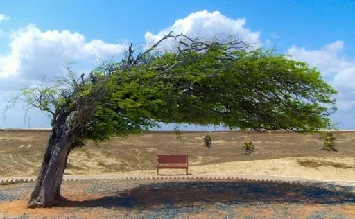 Você tem que conhecer: Veja os 10 mais incríveis pontos turísticos do Piauí - imagem 54149