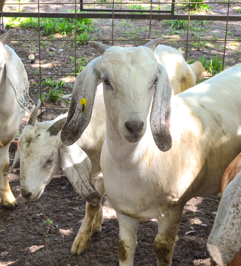 I Dia Campo e Seminário de Caprinos e Ovinos de Joaquim Pires - Imagem 14