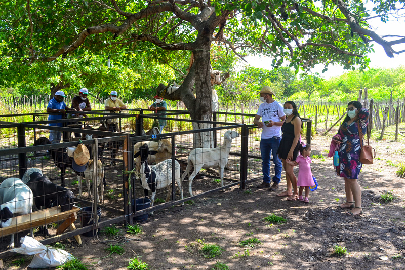 I Dia Campo e Seminário de Caprinos e Ovinos de Joaquim Pires - Imagem 8