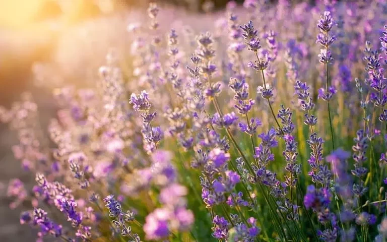Lavanda poderosa! Confira 5 simpatias para melhorar sua vida sexual - imagem 61396