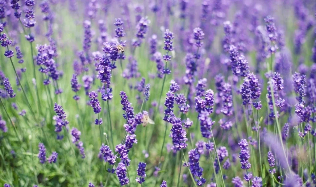 Lavanda poderosa! Confira 5 simpatias para melhorar sua vida sexual - imagem 61397