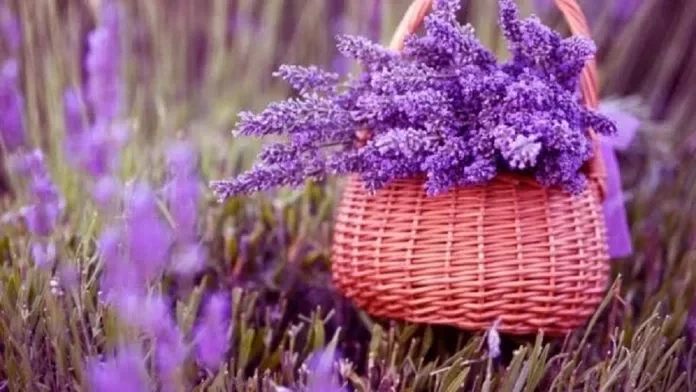 Lavanda poderosa! Confira 5 simpatias para melhorar sua vida sexual - imagem 61398