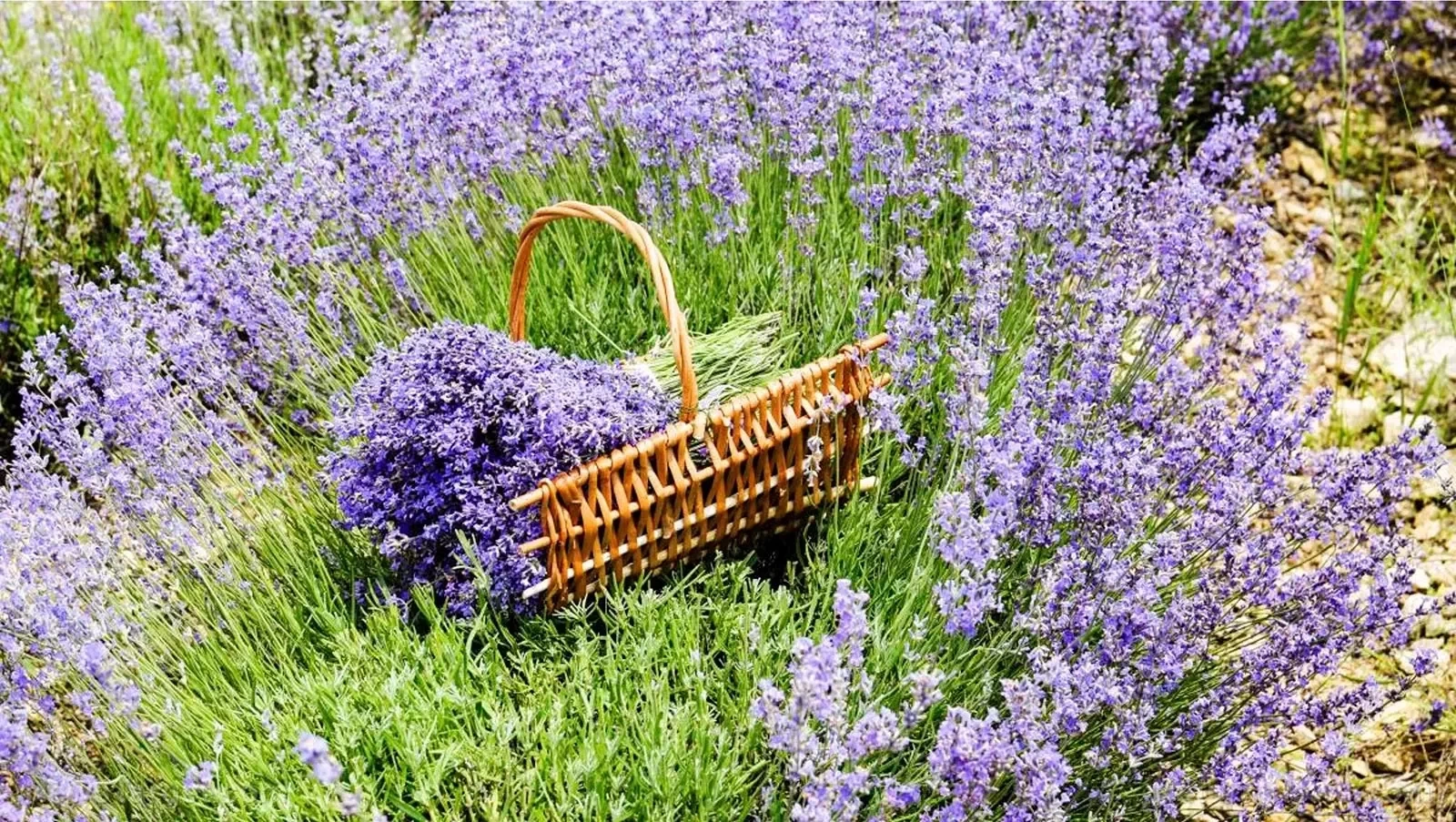 Lavanda poderosa! Confira 5 simpatias para melhorar sua vida sexual - imagem 61399