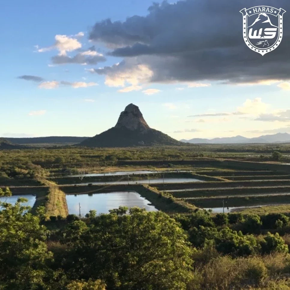 Se surpreenda com o haras milionário do cantor Wesley Safadão - imagem 63940