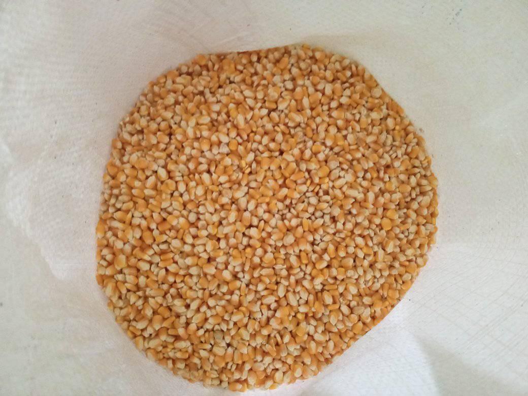 Confira as primeiras ações da SDR de Coivaras em 2021 - Imagem 3