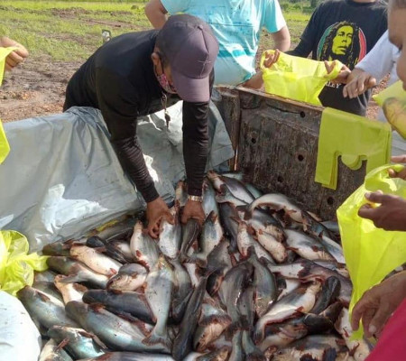 Prefeitura de Curralinhos distribui peixes para a população