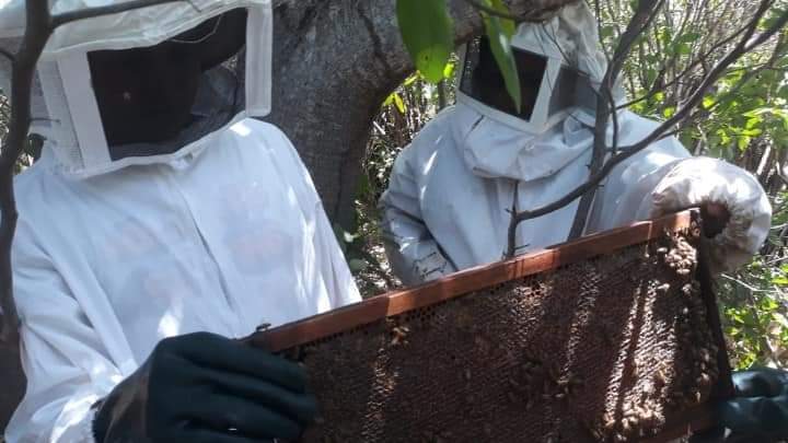 Itainópolis se torna referência na produção de mel no Piauí - Imagem 5