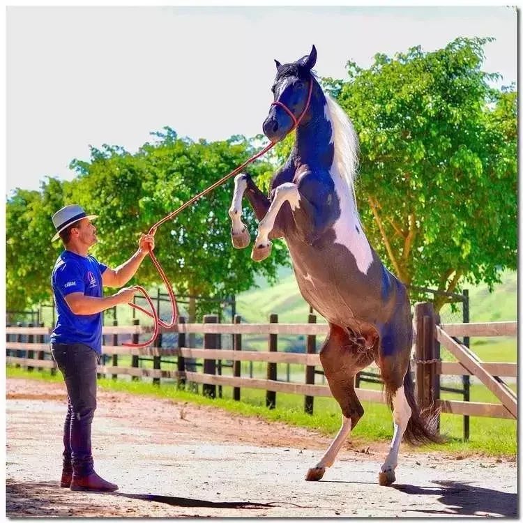 Veja a fazenda milionária que Eduardo Costa pode vender para sair do Brasil - imagem 41561