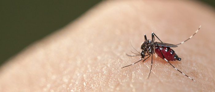 Projeto contra a Dengue quer lixo zero nas ruas de Passagem Franca do Piauí - Imagem 2