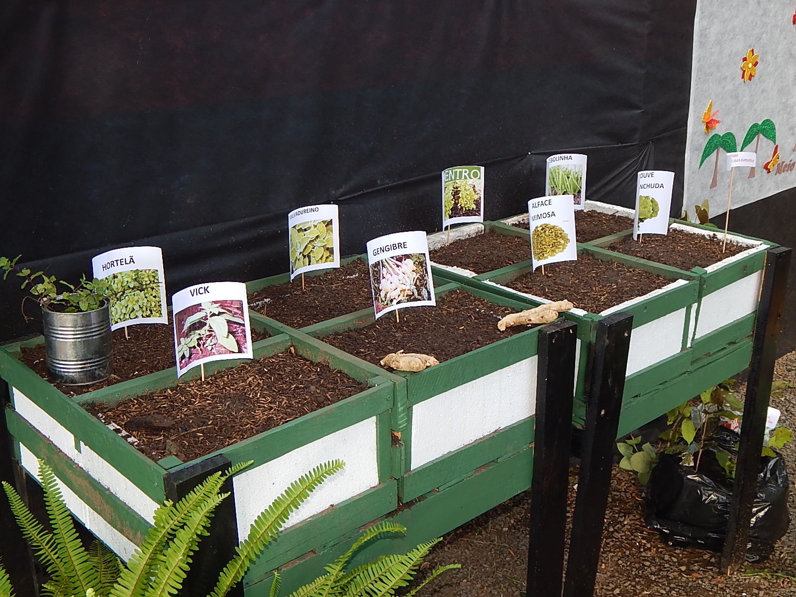Dia Mundial do Meio Ambiente é lembrado em Agricolândia em Escolas - Imagem 10