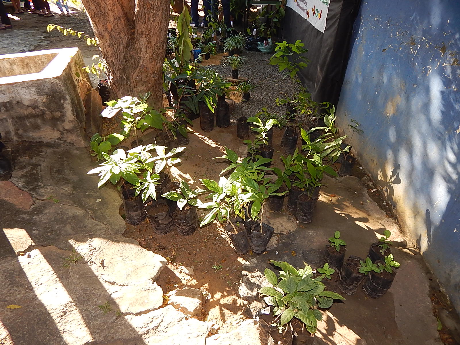 Dia Mundial do Meio Ambiente é lembrado em Agricolândia em Escolas - Imagem 9